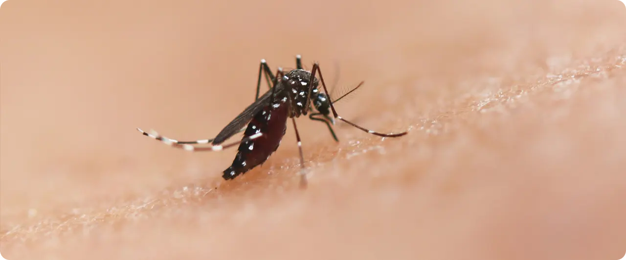 ¿Cómo prevenir el dengue? | ¿Qué es la enfermedad de Chagas?